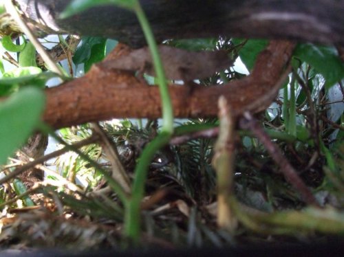 chameleon eggs 015.jpg