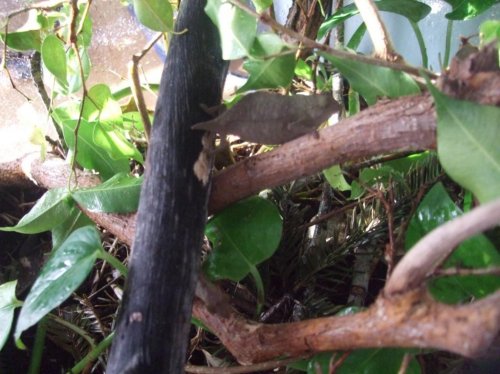 chameleon eggs 016.jpg