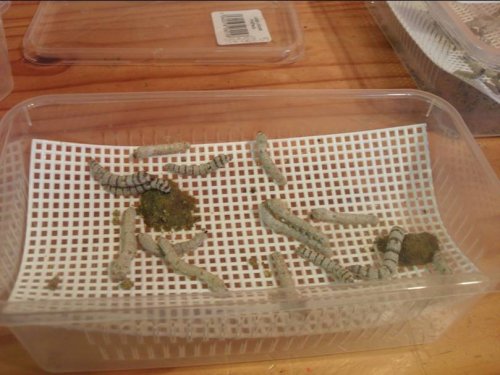 Silkworm Housing.jpg