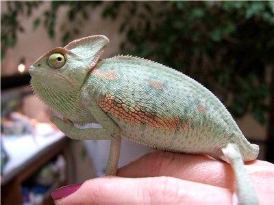 Rupert in deep thought.jpg