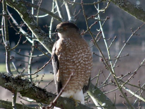 coopershawk 003.jpg