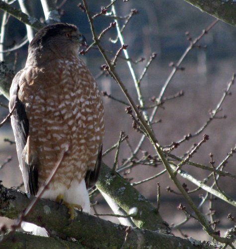 coopershawk 005.jpg
