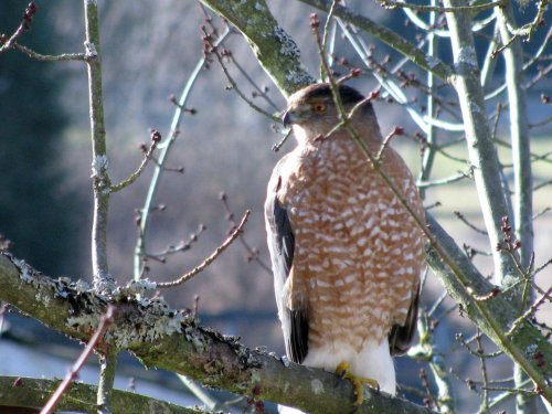coopershawk 006.jpg