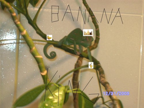 banana king.jpg