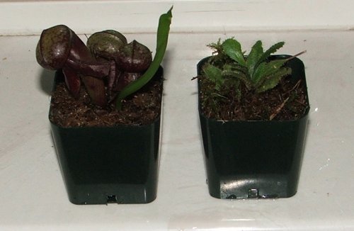 baby plants.JPG