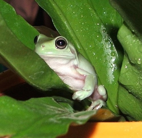 froggie.JPG