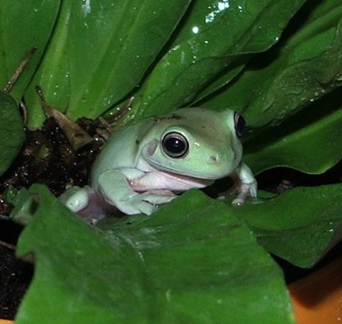 froggie 2.JPG