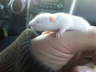 mouse.jpg