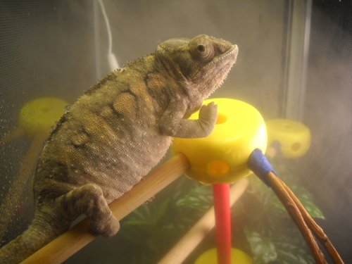 Chameleons 010.jpg