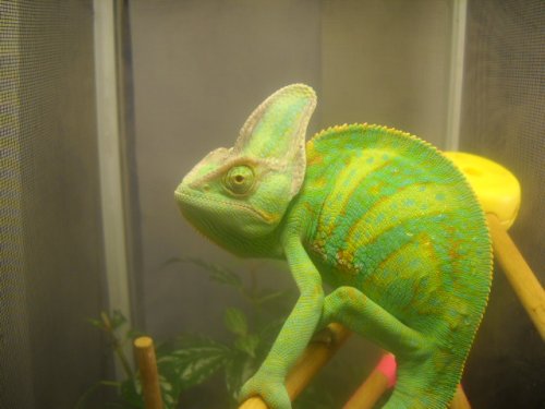 Chameleons 011.jpg