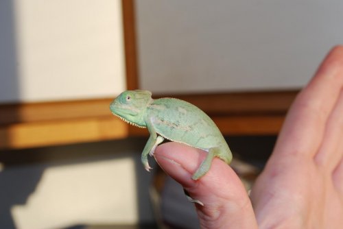 DSC_2638.jpg