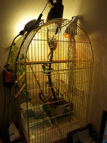 cage.JPG
