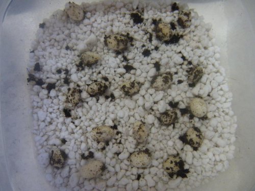 Jabba's 1 egg clutch-2.jpg Jabba's 1 egg clutch-2.jpg