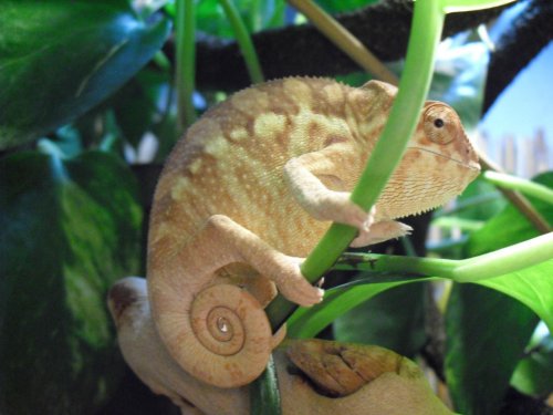 Ryan.Chameleon 016.jpg