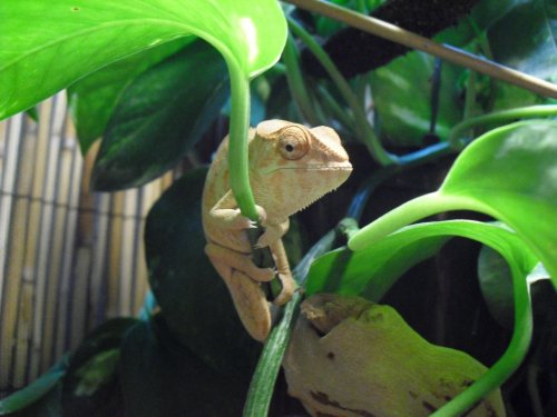 Ryan.Chameleon 013.jpg