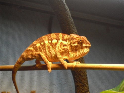 Ryan.Chameleon 018.jpg