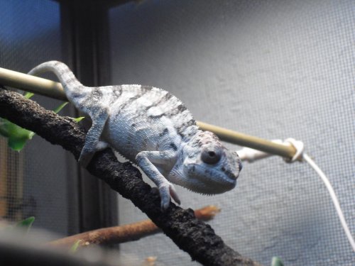 Ryan.Chameleon 021.jpg