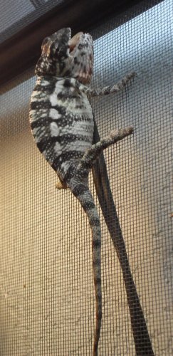 Ryan.Chameleon 012.jpg