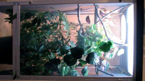sambavamaleenclosure1.jpg