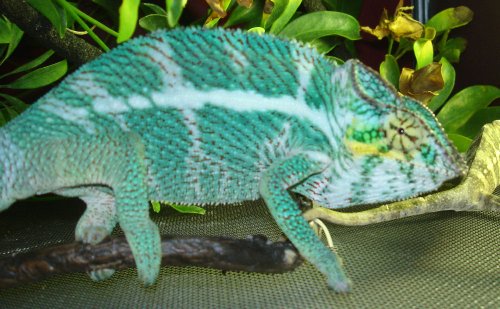 chameleons 008.jpg
