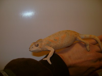 Female 1.jpg