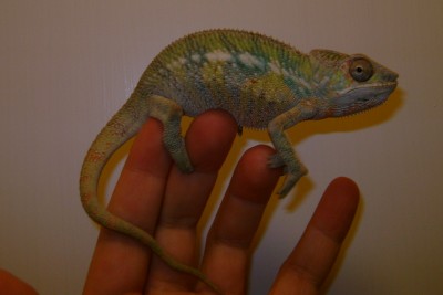 4 month old Male.jpg