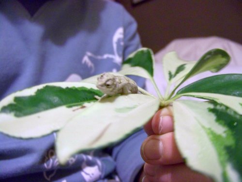 100_2733.jpg