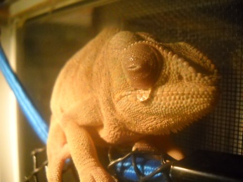 Chameleons 019.jpg