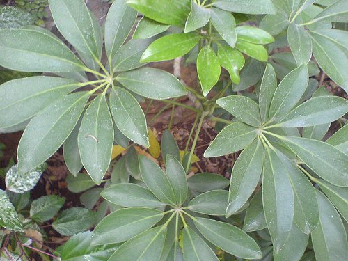 dwarf umbrella plant or not.jpg