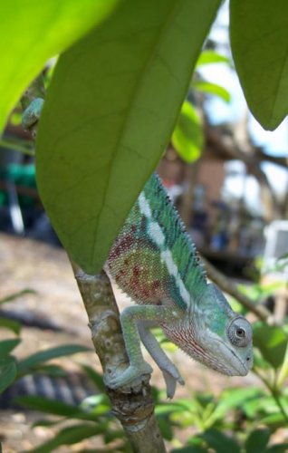 1.Ambilobe Male 1.23.10.jpg