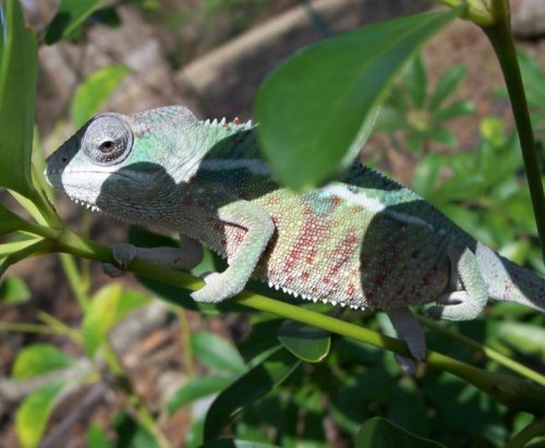 2. Ambilobe male 1.23.10.jpg