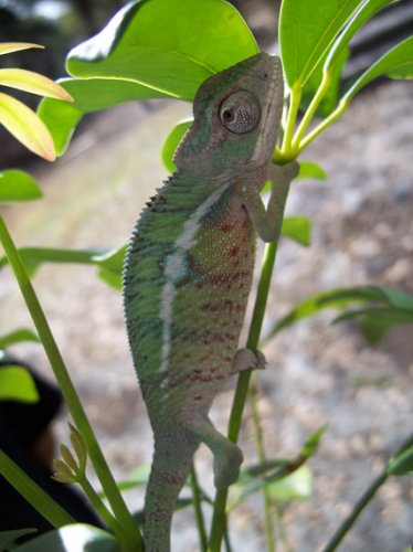 3. ambilobe male 1.23.10.jpg