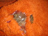 Lola's Poop 12-29-09.jpg