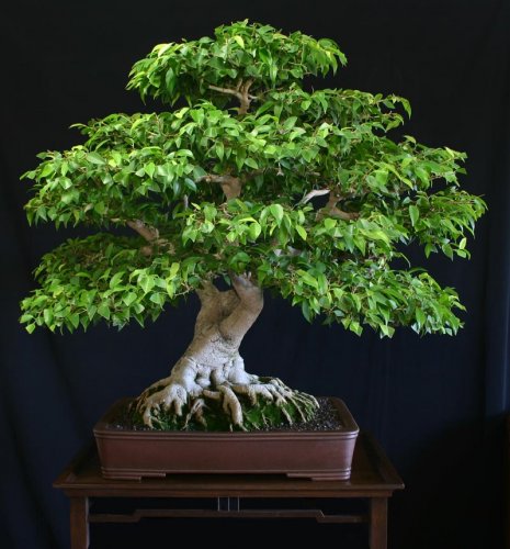 bonsai ficus.jpg