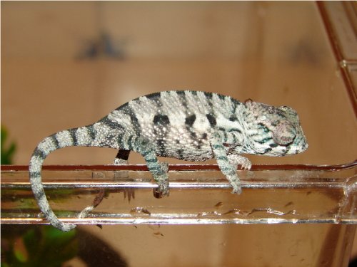 TamataveBabe2.1.JPG