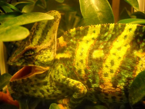 Chameleons 017.jpg