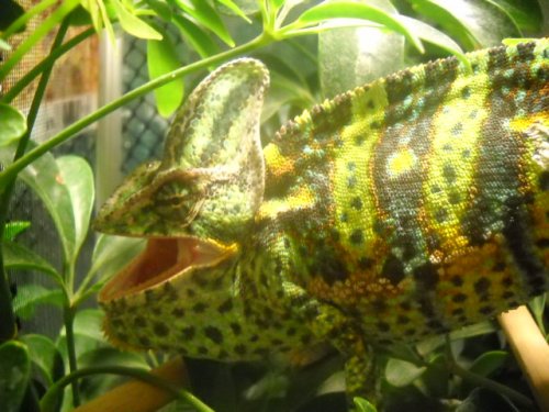 Chameleons 019.jpg