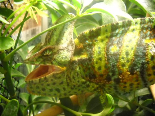 Chameleons 020.jpg