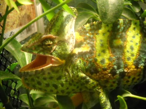 Chameleons 024.jpg