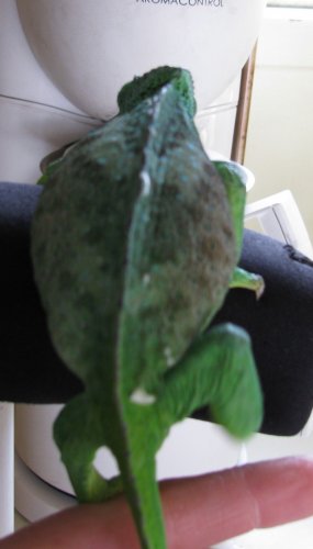 71 grams.jpg