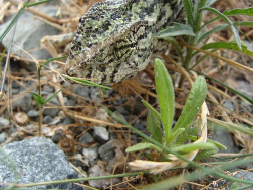 Cyprus Chameleon3.JPG