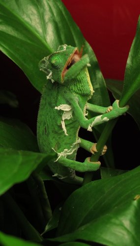 IMG_1351_2.jpg