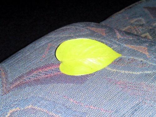 pothos.jpg