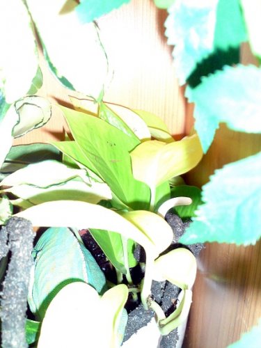 pothos2.jpg