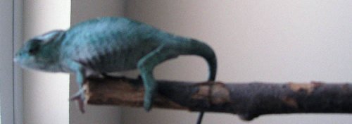 ambanjababy2.jpg