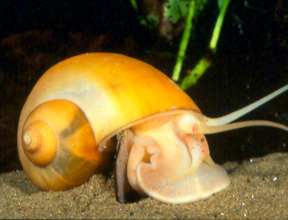 golden_apple_snail.jpg