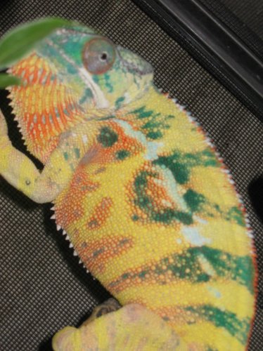 Doodlebug 076.jpg