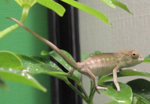 new kanga picture.jpg