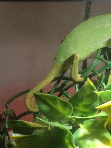 Graceful cham.jpg