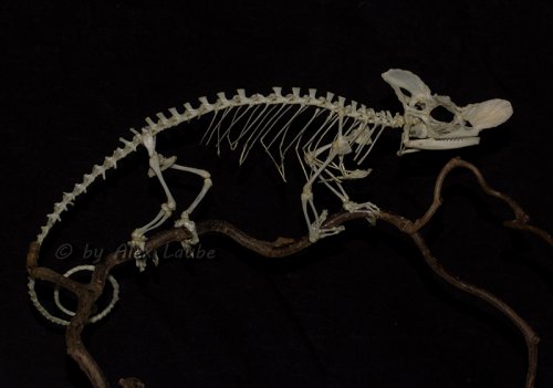 Kinyongia oxyrhina male.jpg